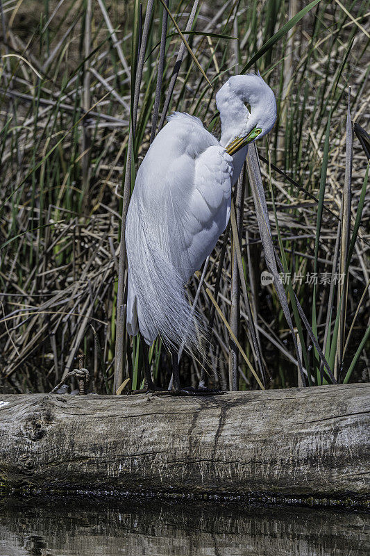 大白鹭(Ardea alba)，也被称为普通白鹭，大白鹭，或great white egret或great white heron是一种大型，分布广泛的白鹭。肖伦伯格公园，佩塔卢马，加利福尼亚州。Pelecaniformes鹭鸟。